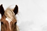 Nigel, The International Man of Mystery Next Door