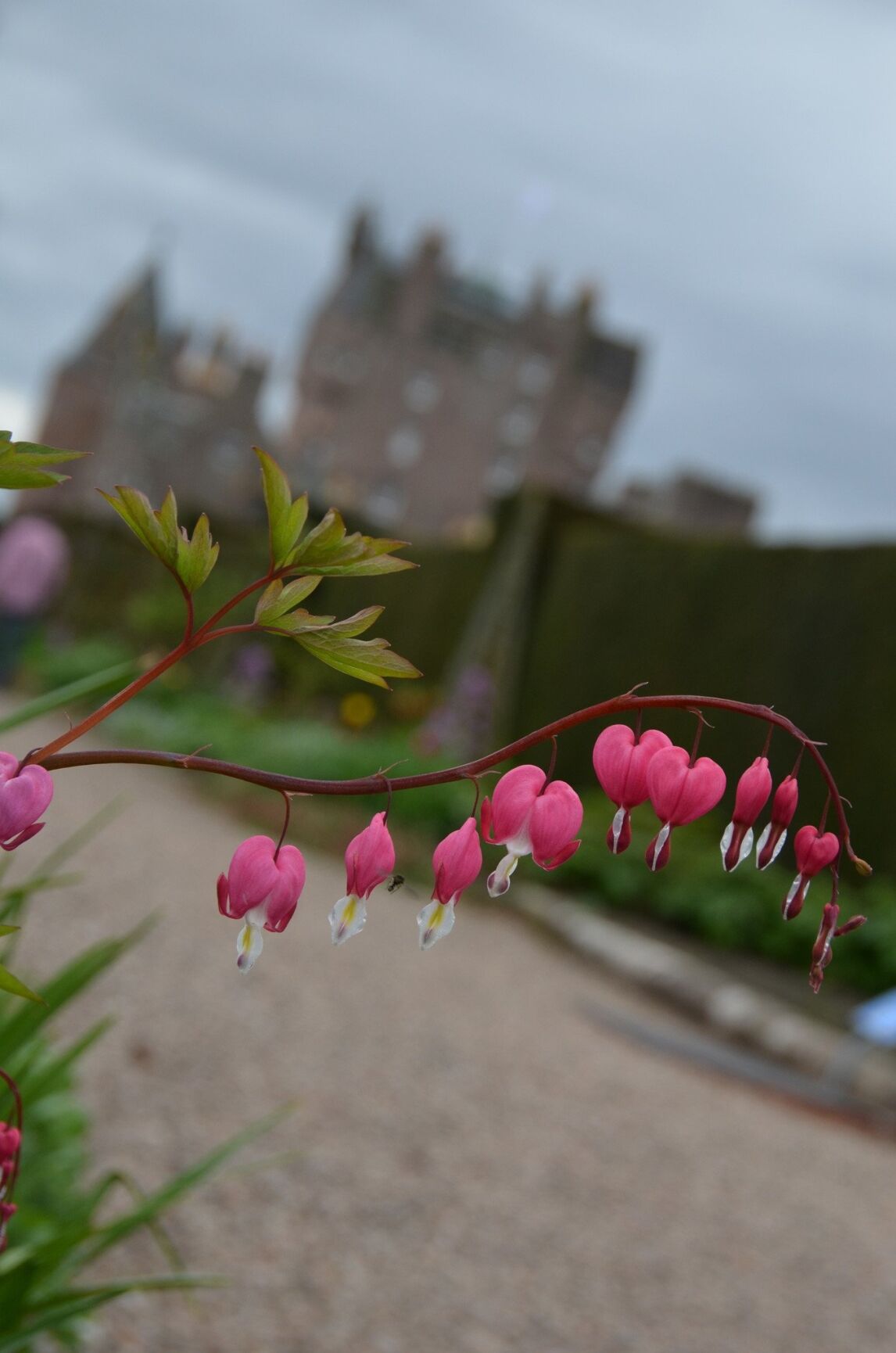 Glamis Castle in Spring