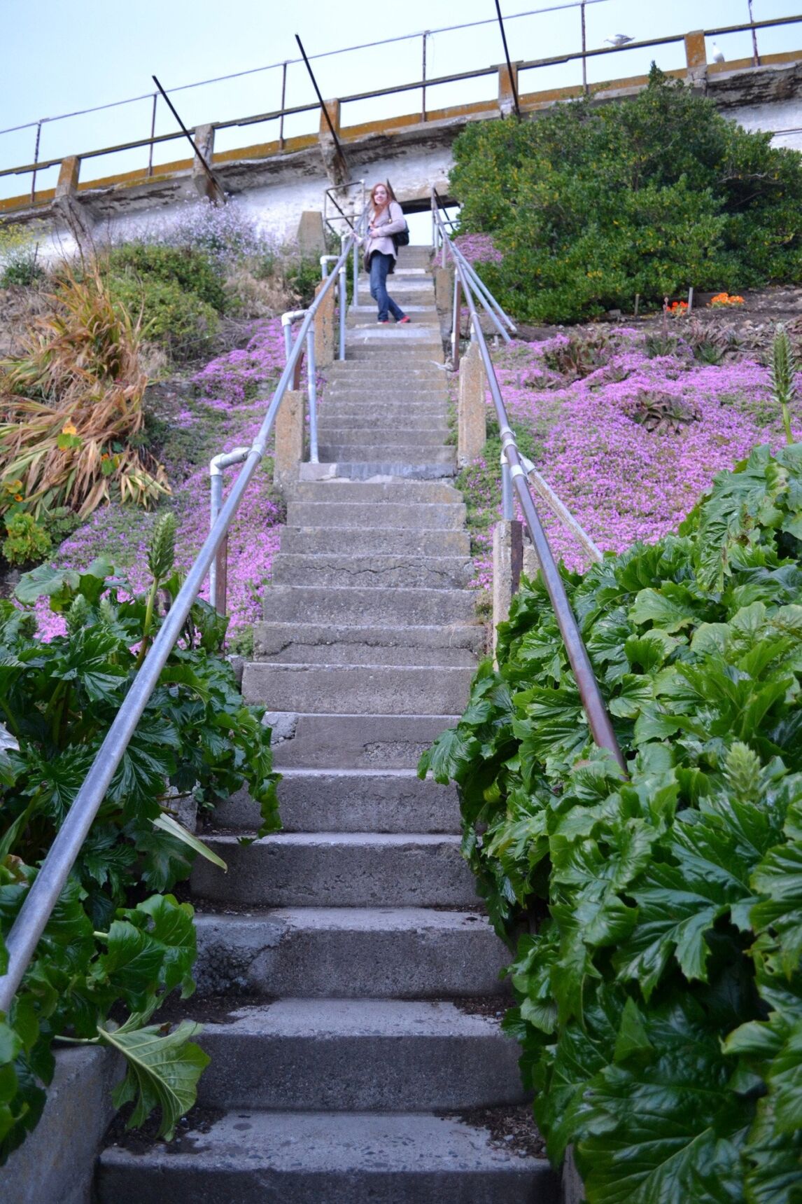 purple flowers on Alcatraz island