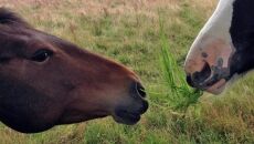 A Day of Happiness in Millport