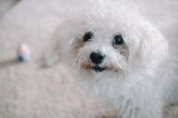 How I Became a Professional Blogger