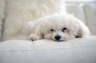 It shouldn’t happen to a freelance writer