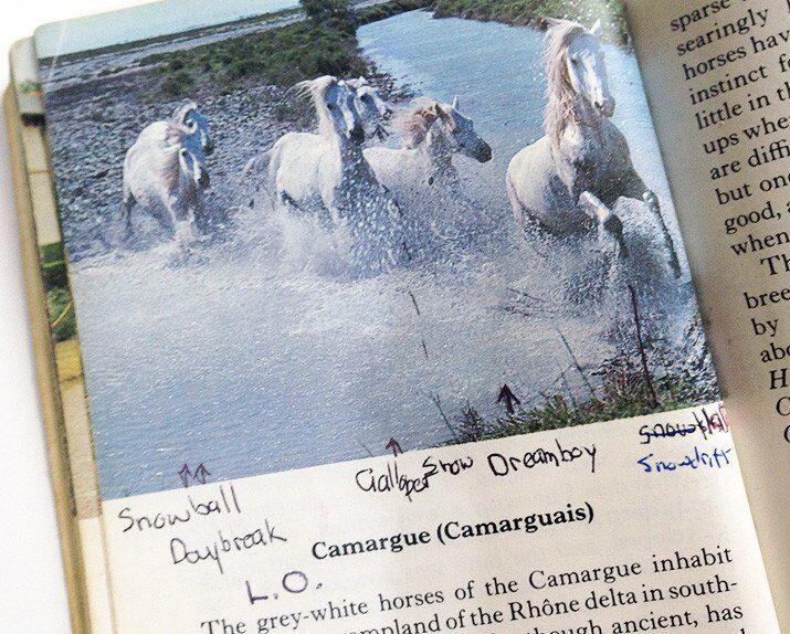 too many damn horses