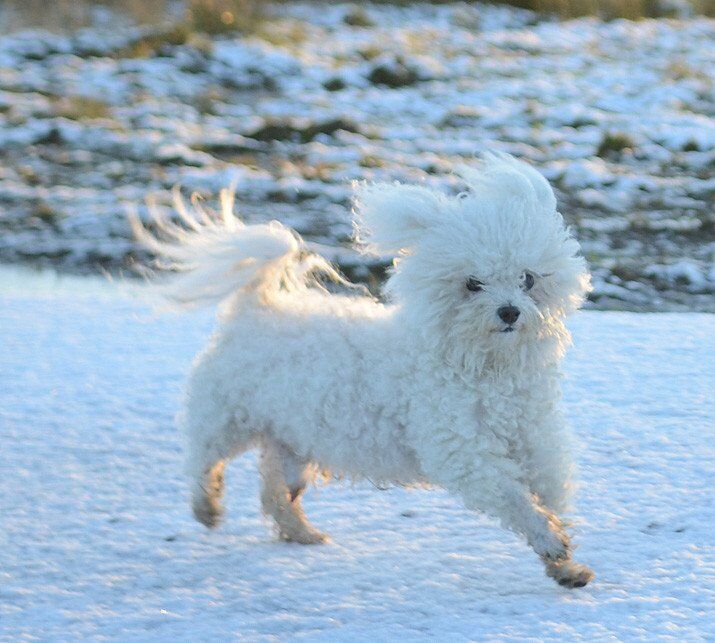 The one where I get dog vomit all down my legs