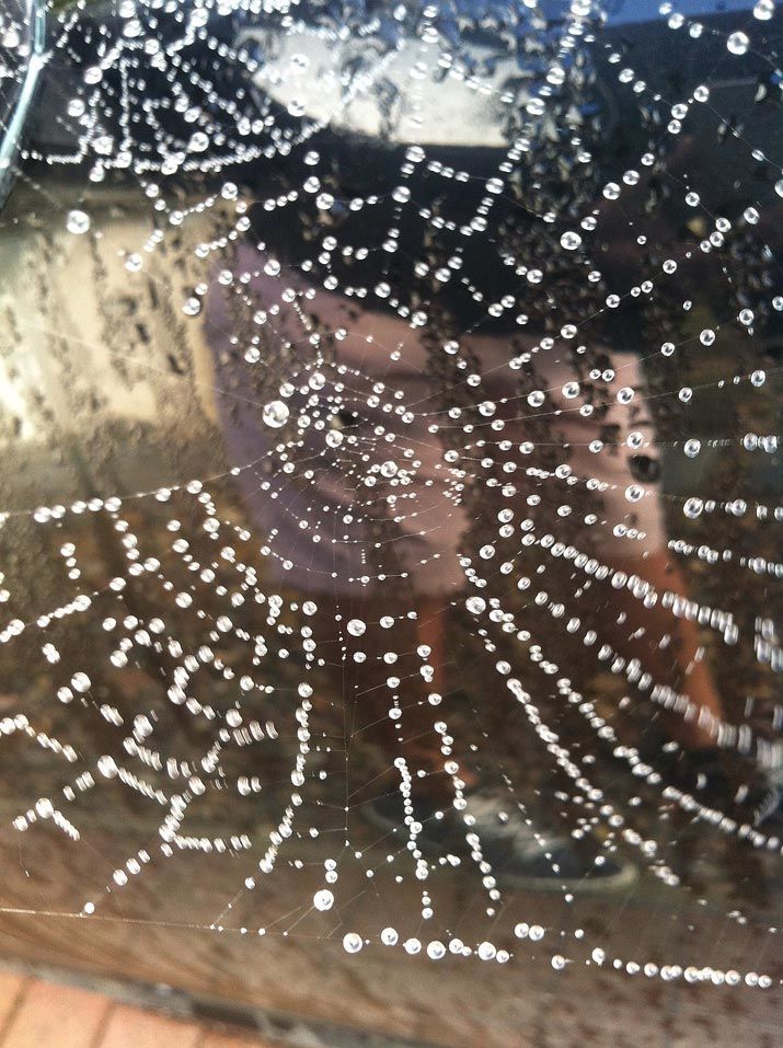spiderweb
