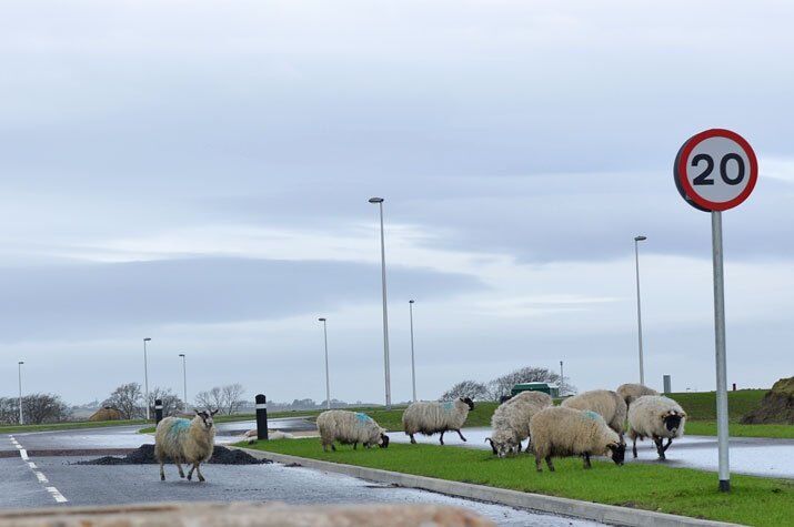 sheep on the road