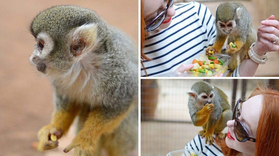 Temerife Monkey Park