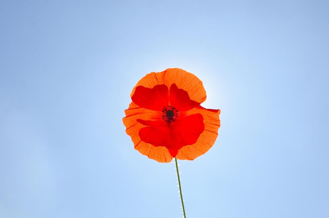 single red poppy