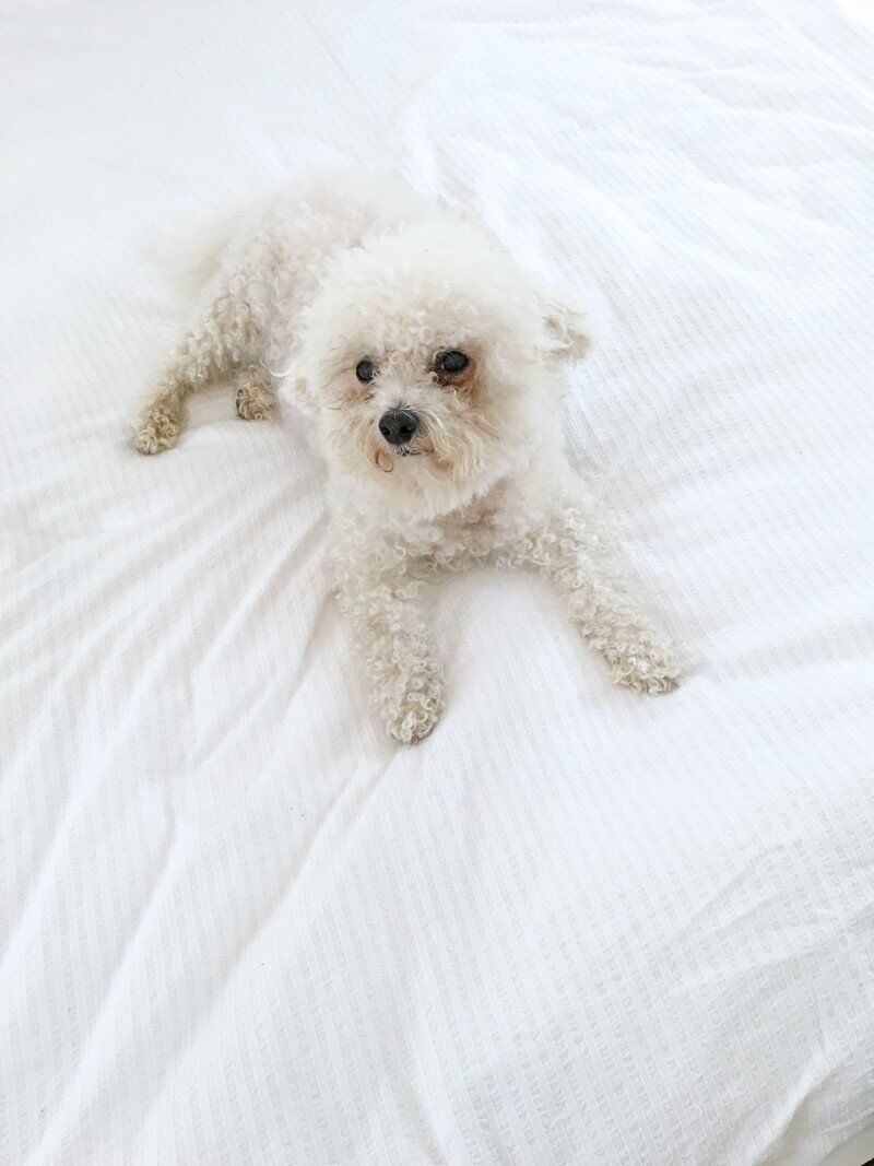bichon frise on white bed