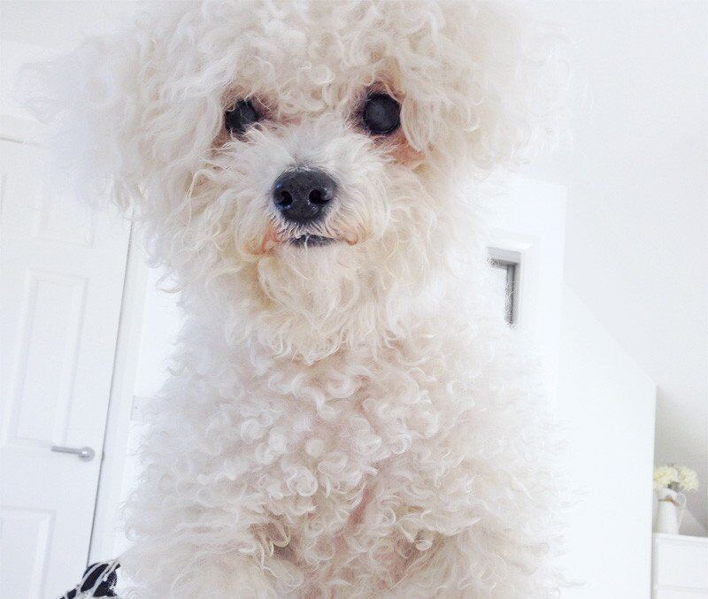 the cutest dog in all the land