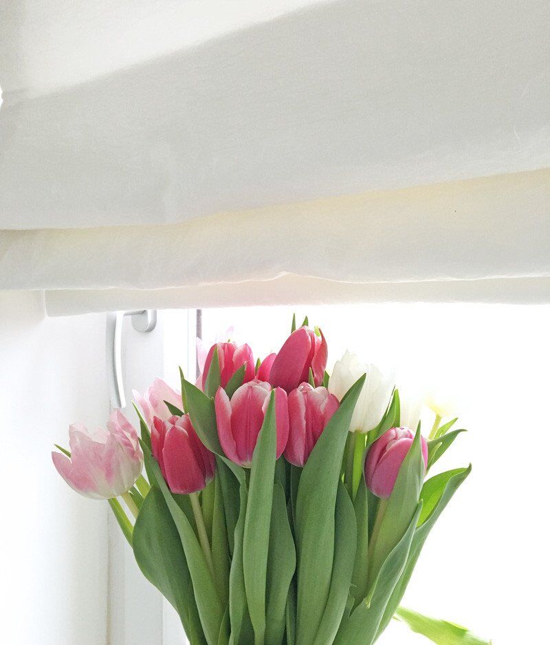 tulips in the window