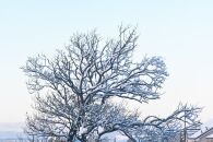 Max’s Birth Story | My Elective C-Section