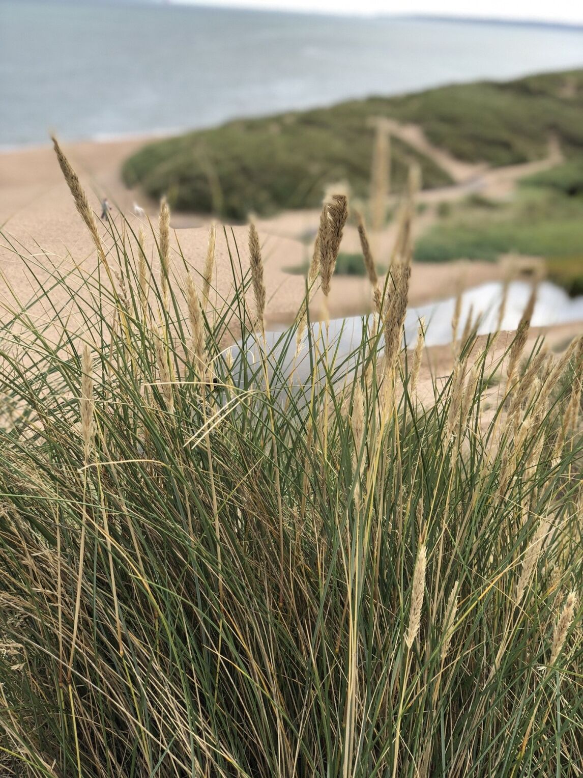 Balmedie Beach sand dunes, Aberdeenshire, Scotland