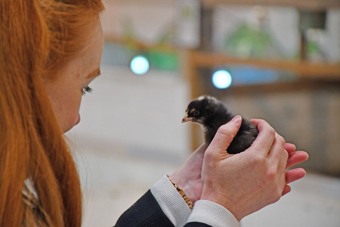 holding a baby bird at Auchingarrich Wildlife Park, near Comrie, Perthshire
