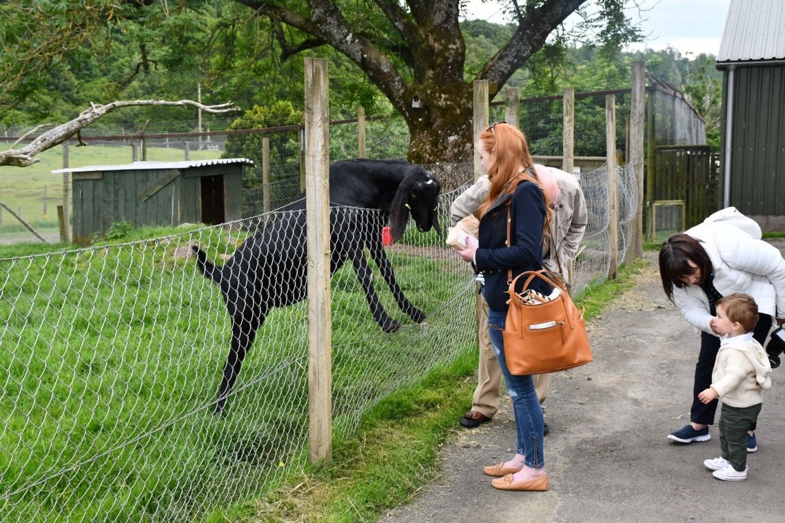 feedingthe goats at Auchingarrich Wildlife Centre, Comrie