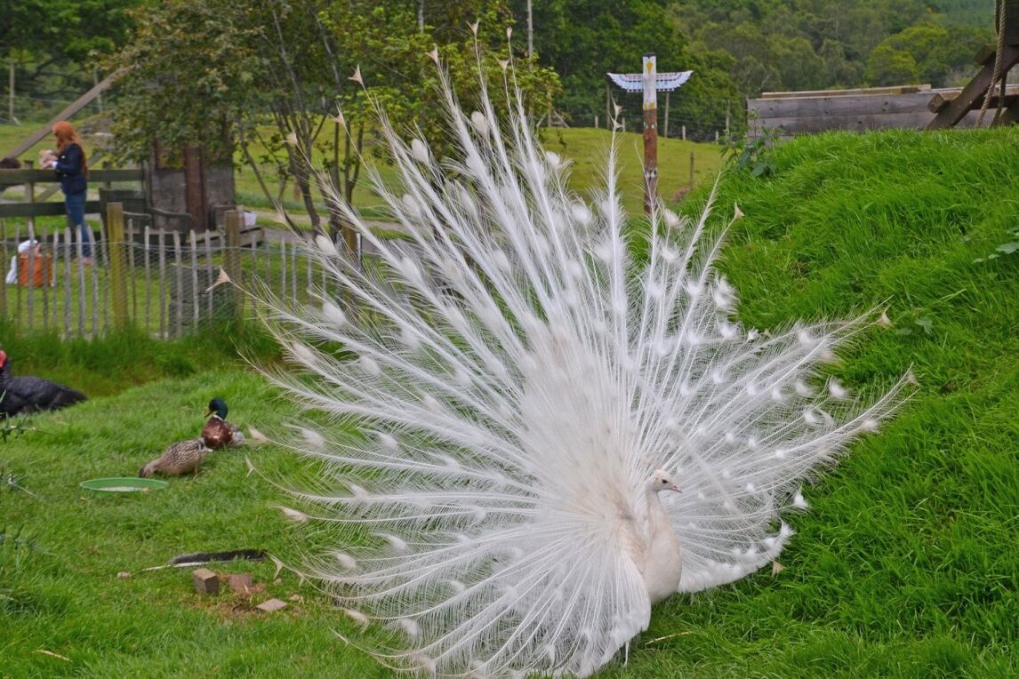 Whiet peacock at Auchingarrich Wildlife Centre