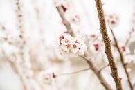 The Lockdown Diaries | Week 1 |  Don’t Dead Open Inside