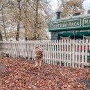 How the Foreo Bear changed my skincare routine (and my face…)