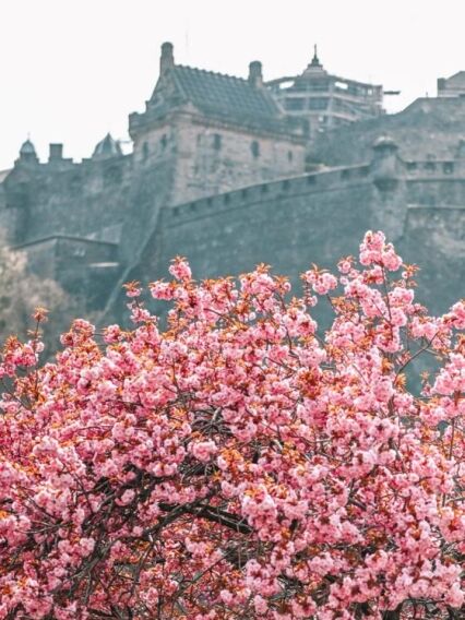 The Best Places to See Cherry Blossom in Edinburgh, Scotland