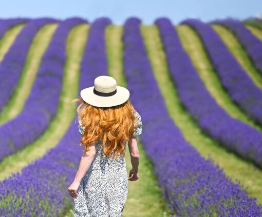Lavender fields Scotland